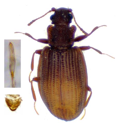 Réf. 339 278 : Latridius sp.